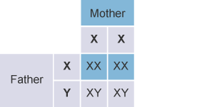 Diagram showing how genes are inherited