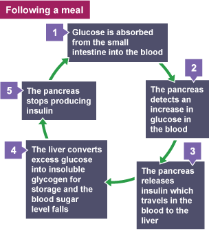 Diagram showing how homeostatic control is achieved using negative feedback mechanisms following a meal.