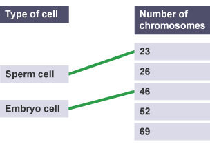 The drawn lines show a sperm cell has 23 chromosomes and an embryo cell has 46