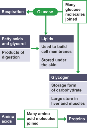 A flow chart showing the different cycles of Glucose.