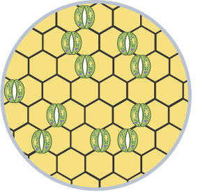A fifth sample of stomata
