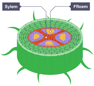 Trawstoriad drwy wreiddyn planhigyn. Sylem a Ffloem wedi'u labelu yn y canol.