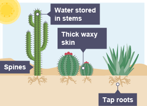 Plants adapted for hot deserts may have spines, and sore water in stems. They also have thick waxy skin, and have tap roots.