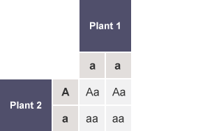 Table with the rows labelled as Male alleles (A,a) and the columns labelled as Female alleles (A,a). The cells of the table contain Aa, Aa, aa and aa