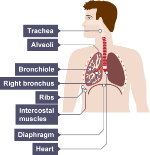 The trachea is below the throat and passes under the ribcage into the lungs. Lungs consist of air sacs, bronchiole and bronchus. Around ribs are intercostal muscles. Below the lungs is the diaphragm.