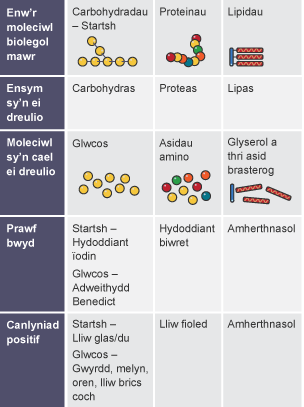 Tabl o ganlyniadau presenoldeb startsh, proteinau a lipidau. Colofnau wedi'u labelu'n Enw'r ensym sy'n ei dreulio, Moleciwl sy'n cael ei dreulio, Prawf bwyd, a Canlyniad positif.