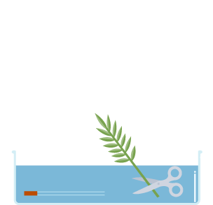 Diagram of how to conduct an experiment of how to find the rate of water uptake in a plant