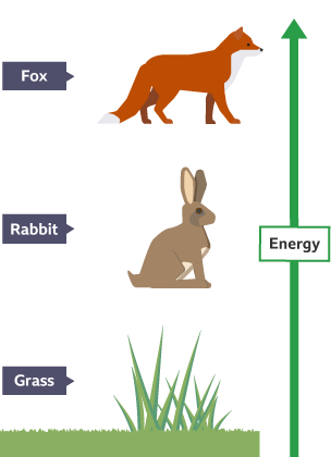 Food chains and webs - Ecosystems and habitats - KS3 Biology – BBC