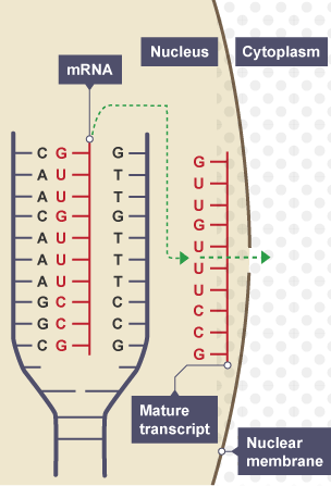 Diagram illustrating the <a href=