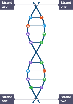 The double-helix structure of DNA, showing strand one, strand two and how they overlap, together with the base pairs: A, T, G, C.