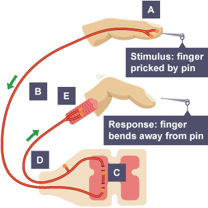A simple nervous system diagram with both stimulus and response examples
