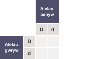 Tabl gyda’r rhesi wedi’u labelu fel Alelau gwryw (D,d) a'r colofnau wedi’u labelu fel Alelau benyw (D,d)