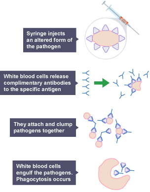 Diagram showing how vaccinations work