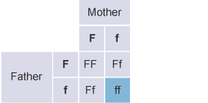 Mother and Father both have the recessive allele.  Therefore there's a one in four chance their offspring will have cystic fibrosis.