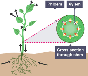 A movement diagram of water and nutrients through a plant, along with a cut through of the stem