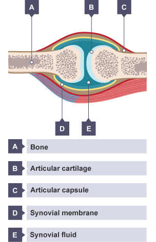 Muscles - Skeletal and muscular systems - 3rd level Science Revision - BBC  Bitesize