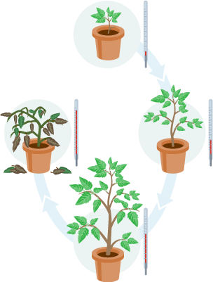 4 images of a plant. in the first the temperature is low and the plant is small. in the second temperature is higher and plant is bigger. in third, temp is higher again and plant is very big and healthy. in fourth temperature is at maximum and plant is shrivelled and dying.