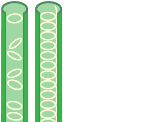 Diagram yn dangos siâp celloedd sylem