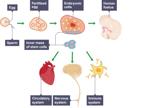 Animal Cell Gcse Bitesize : 1000+ images about iGCSE Biology on