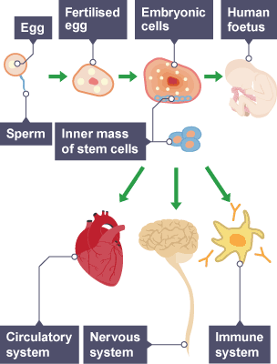 The properties and functions of stem cells in animals