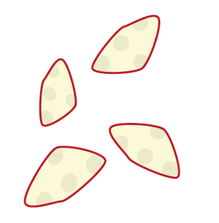 four platelets - small irregular shaped, light coloured parts of the blood