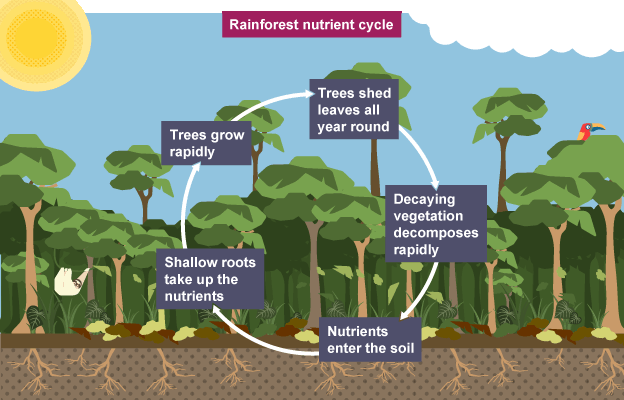 Tropical Rainforest Ecosystem Diagram