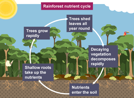 The Tropical Rainforest – a large scale ecosystem ...