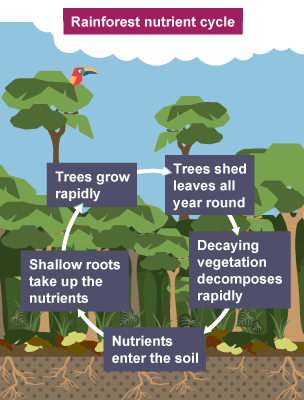 The rainforest nutrient cycle: trees shed leaves all year round, decaying vegetation decomposes rapidly, nutrients enter the soil, shallow roots take up the nutrients, and trees grow rapidly.