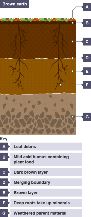 Differences in layers of soil beneath the earth - especially Brown Earth.