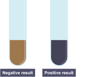 Two test tubes. One contains iodine and is brown in colour. The other contains both iodine and starch and is black in colour.