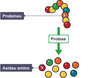 Diagram yn dangos proteinau'n cael eu dadelfennu gan yr ensym proteas o gadwyn hir o asidau amino i ffurfio asidau amino unigol.