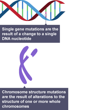 Single gene mutation and chromosome structure mutation