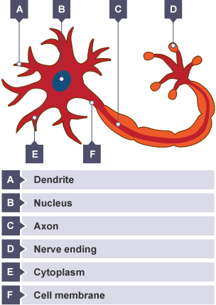 Motor neurone. At one end there is a nucleus surrounded by cytoplasm and dendrite. All enclosed by a cell membrane. There is a long tail holding the Axon which connects with the nerve endings.