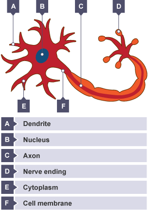 Motor neurone. At one end there is a nucleus surrounded by cytoplasm and dendrite.  All enclosed by a cell membrane.  There is a long tail holding the Axon which connects with the nerve endings.