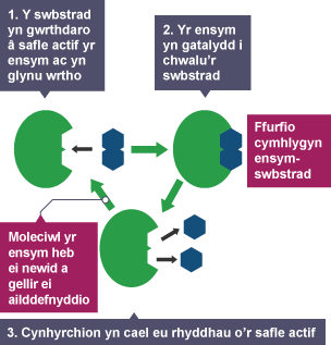 1. Swbstrad yn gwrthdaro â safle actif yr ensym ac yn rhwymo. 2. Ensym yn catalyddu dadelfeniad y swbstrad. Ffurfio cymhlygyn ensym-swbstrad. 3. Rhyddhau cynhyrchion o'r safle actif.
