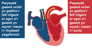 Pwysedd gwaed uchel yn gwthio’r falf cilgant ar agor a’r gwaed yn mynd i mewn ’r rhydweli ysgyfeiniol. Pwysedd gwaed uchel yn gwthio’r falf cilgant ar agor a’r gwaed yn mynd i mewn ’r aorta.