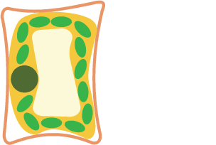 Diagram of cytoplasm pulling away from the cell wall. There is a space between the cytoplasm and the cell wall. The cell wall is arching inwards.