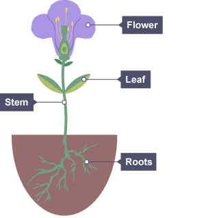 A diagram showing the structure of a plant.