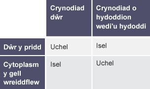 Tabl â dwy golofn a dwy res. Mae'r colofnau wedi'u labelu'n 'Crynodiad dŵr' a 'Crynodiad yr hydoddion wedi hydoddi'. Mae'r rhesi wedi'u labelu'n 'Dŵr pridd' a 'Cytoplasm cell wreiddflew'.