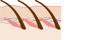 Diagram showing how skin hairs lie flat when we are hot.