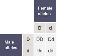 Table with the rows labelled as Male alleles (D,d) and the columns labelled as Female alleles (D,d). The cells of the table contain DD, Dd, Dd and dd