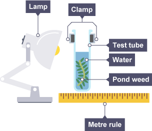 A diagram showing an investigation carried out by a student on light intensity.