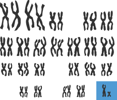 Chromosomes from a male, since it contains a Y chromosome