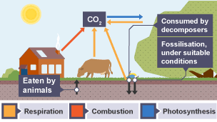 Dead organisms are eaten by decomposers. Carbon in their bodies is returned to the atmosphere as carbon dioxide. The material may then be available as fossil fuel in the future for combustion.