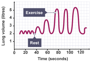 Graph showing the lung volume in litres of a person during rest and exercise over time.