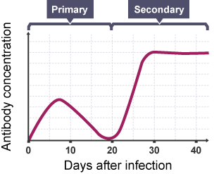 Graph showing the concentration of antibodies in the days following an infection