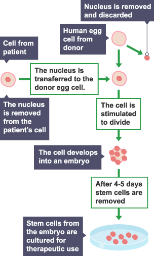 therapeutic cloning graph