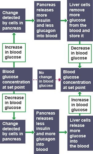 Flowchart showing how blood is regulated in glucose. If an increase in blood glucose the change is detected by cells in the pancreas which releases more insulin and less glucagon into the blood.  Liver cells then remove more glucose from the blood and store it.  If a decrease in blood glucose, the change is detected by cells in the pancreas.  The pancreas releases less insulin and more glucagon into the blood and the liver cells release more glucose into the blood.