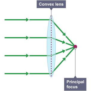 A convex lens with four light rays going through. On the other side of the lens, the rays turn inwards and all meet at the centre which is marked with a small circle.