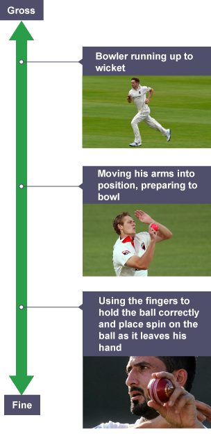 Gross and fine continuum and skills that range from being gross tofine, with examples including a cricketer running, moving his arms and holding the ball with his fingers.